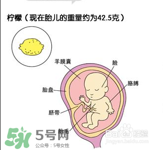 懷孕四個月需要做什么檢查？懷孕四個月胎兒圖