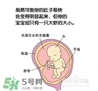 懷孕四個月需要做什么檢查？懷孕四個月胎兒圖