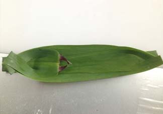 蘆葦葉怎么保存？蘆葦葉可以放冰箱嗎？