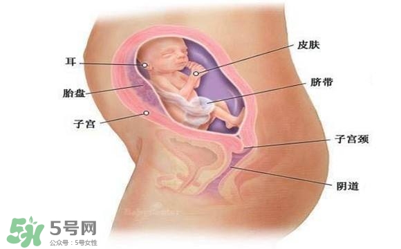 懷孕四個月需要做什么檢查？懷孕四個月胎兒圖