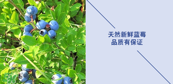 悠蜜藍莓利口酒保質期是多久？悠蜜藍莓利口酒保質期是幾年？