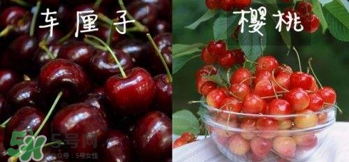 櫻桃和車(chē)?yán)遄佑惺裁磪^(qū)別？櫻桃和車(chē)?yán)遄幽膫€(gè)貴？