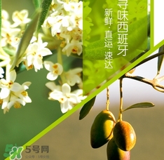 橄欖油可以去黑頭嗎？橄欖油怎么去黑頭？