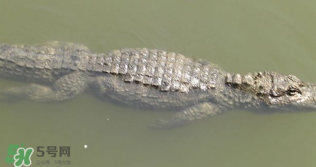 鱷魚是魚嗎？鱷魚是浮在水面上嗎？