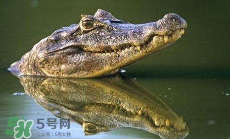 鱷魚是魚嗎？鱷魚是浮在水面上嗎？