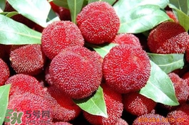 楊梅吃多了會上火嗎？楊梅吃多了會胖嗎？