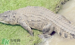 鱷魚是魚嗎？鱷魚是浮在水面上嗎？