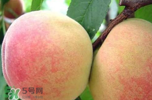 陽山水蜜桃?guī)自路萆鲜校筷柹剿厶疑鲜袝r(shí)間