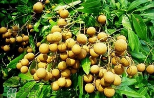 龍眼能放多久？龍眼能空腹吃嗎？