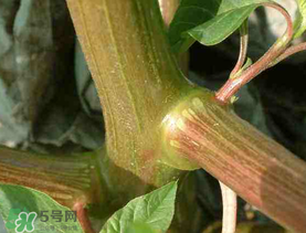 莧菜桿能吃嗎？莧菜桿子可以吃嗎？
