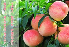 毛桃和西瓜能一起吃嗎？毛桃和西瓜能同時吃嗎？