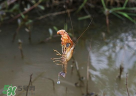 釣龍蝦用什么肉？釣龍蝦用什么肉是最厲害的？