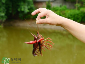 釣龍蝦用什么肉？釣龍蝦用什么肉是最厲害的？