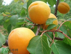 新鮮杏子可以放冰箱嗎？新鮮杏子怎么保存？