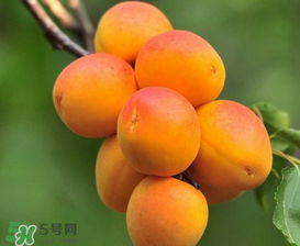 新鮮杏子可以放冰箱嗎？新鮮杏子怎么保存？