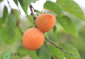 黃杏孕婦可以吃嗎？孕婦可以吃黃杏嗎？