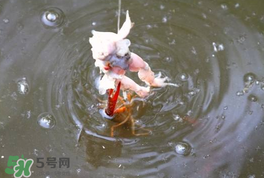釣小龍蝦用什么餌？釣小龍蝦用什么誘餌最好？