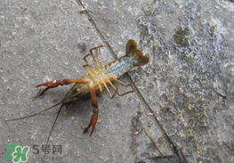 釣小龍蝦用什么餌？釣小龍蝦用什么誘餌最好？