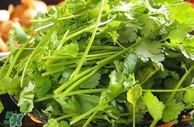 香菜是什么菜？香菜是陽痿草嗎？