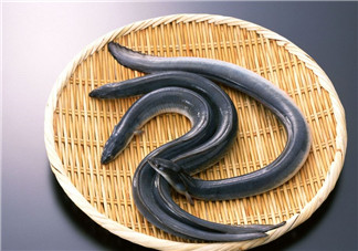 釣黃鱔用什么餌料？用什么釣黃鱔最好？