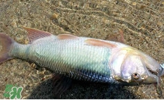 馬口魚怎么吃？馬口魚怎么做好吃？