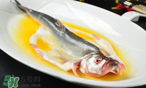 白條魚能長多大？白條魚可以長多大？