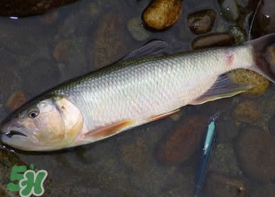 馬口魚多少錢一斤2017？野生馬口魚多少錢一斤？