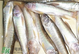 馬口魚怎么吃？馬口魚怎么做好吃？