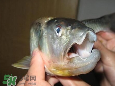 馬口魚怎么釣？馬口魚什么時候釣最好