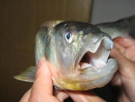 釣馬口魚用什么餌料？釣馬口魚用什么打窩？