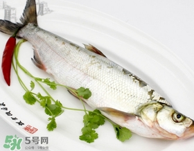 白條魚(yú)多少錢(qián)一斤2017？野生白條魚(yú)多少錢(qián)一斤