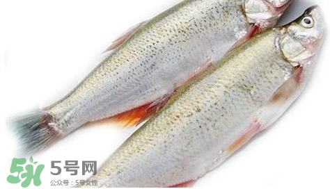白條魚能長多大？白條魚可以長多大？