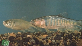 馬口魚是海魚嗎？馬口魚是什么魚