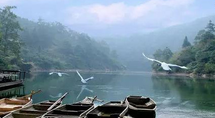 馬口魚能養殖嗎？馬口魚怎么養？