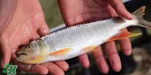 馬口魚能長多大？馬口魚最大能長多長？
