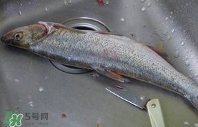 翹殼是什么魚？翹殼魚多少錢一斤2017？