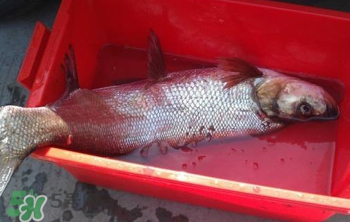 翹殼魚怎么做好吃？翹殼魚刺多嗎