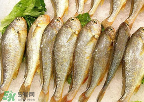 小黃魚長大后會(huì)不會(huì)變成大黃魚？