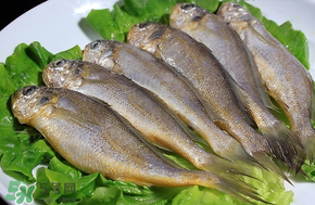 小黃魚長大后會(huì)不會(huì)變成大黃魚？