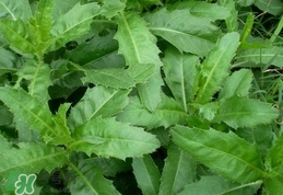 刺兒菜是蒲公英嗎？刺兒菜和蒲公英的區別