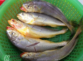 小黃魚可以養殖嗎？小黃魚能人工養殖嗎？