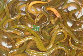 鱔魚可以養多久？鱔魚怎么養？