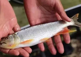 馬口魚能長多大？馬口魚最大能長多長？