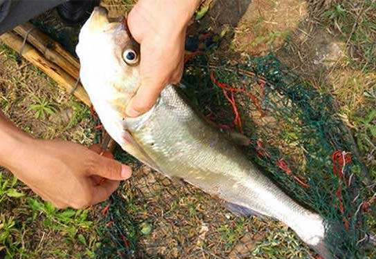 翹嘴魚是白條嗎？翹嘴魚和白條的區別