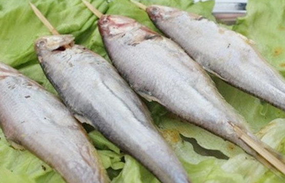 釣馬口魚用什么餌料？釣馬口魚用什么打窩？