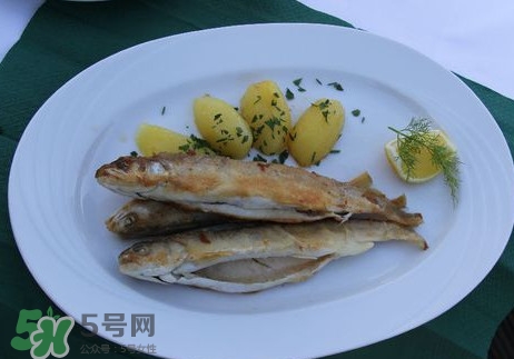 馬口魚能長多大？馬口魚最大能長多長？