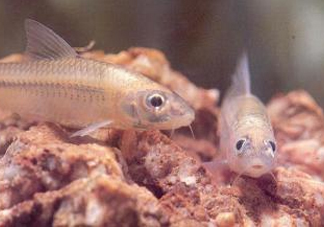 馬口魚能養殖嗎？馬口魚怎么養？