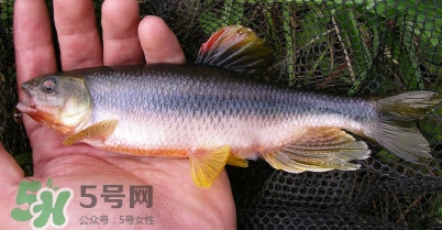 馬口魚多少錢一斤2017？野生馬口魚多少錢一斤？