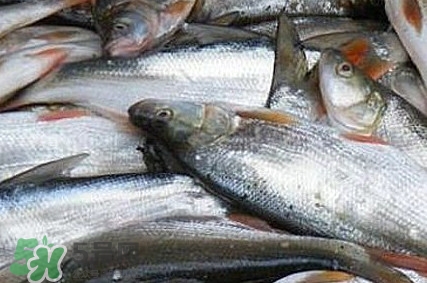 馬口魚怎么釣？馬口魚什么時候釣最好