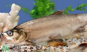翹殼魚怎么做好吃？翹殼魚刺多嗎